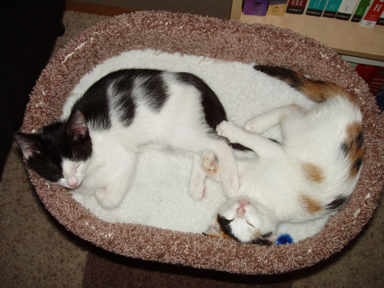 kittens